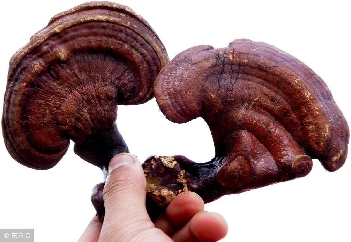 植物的風水寓意 哪些植物是吉祥的植物？