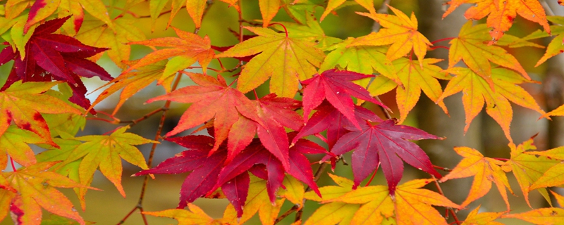 每日五行穿衣2023年1月07日 招財旺運的顏色