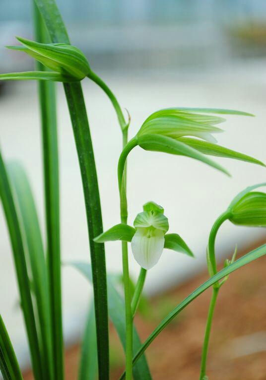 心想居2017.02.09生活錦囊