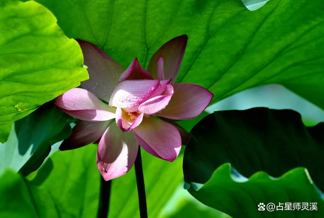 12月1号开始好运上上签,哪些星座喜迎翻身好运?