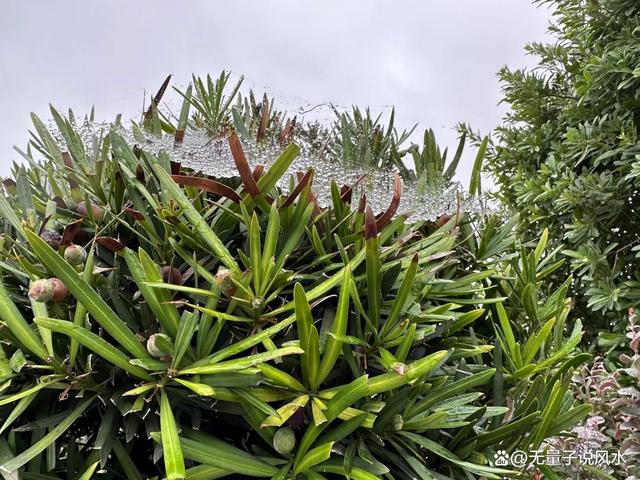 无量子道长：以证寒露