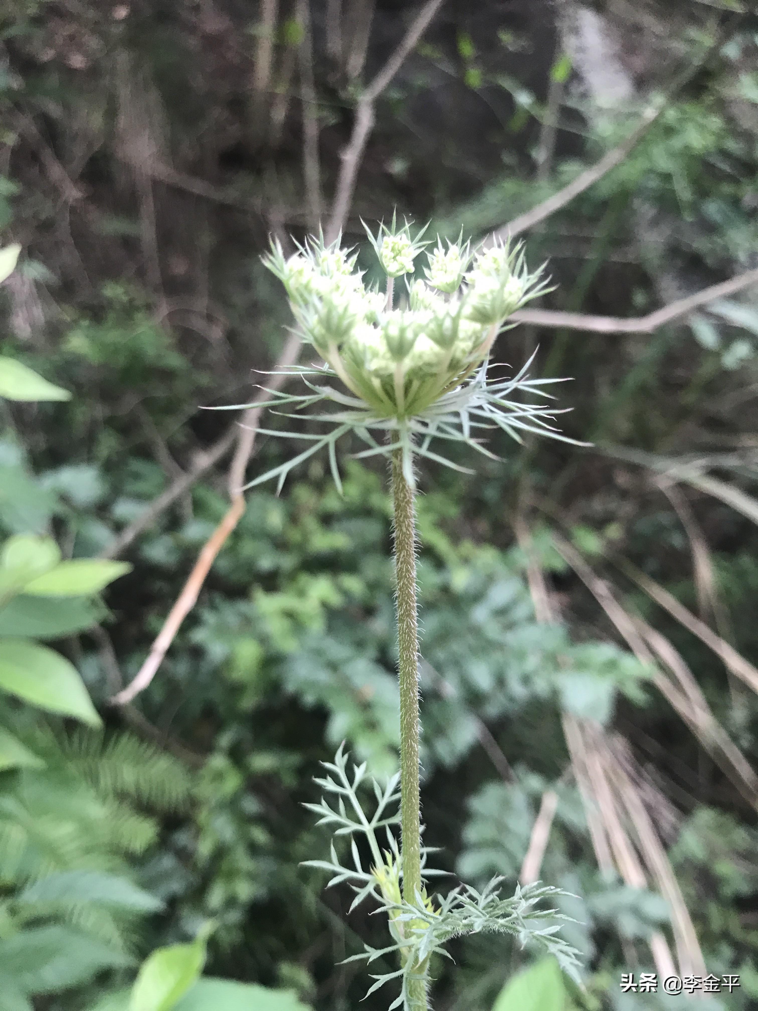 李金平兩條培訓效應