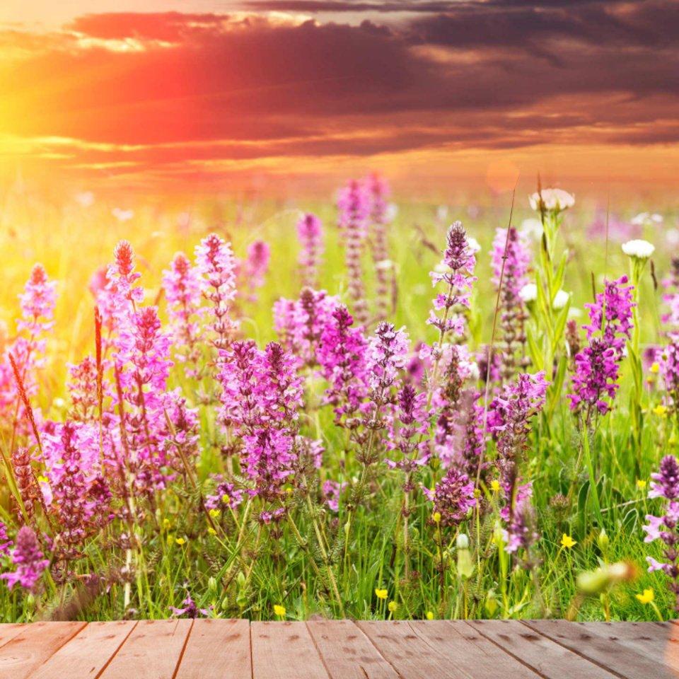 易經文化就是道家文化