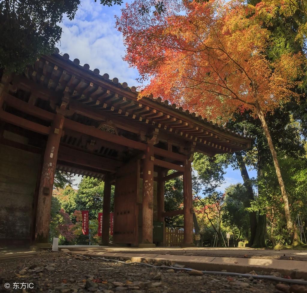 農村宅前院內有樹是吉是凶？30年相宅風水師為你解讀！值得收藏！