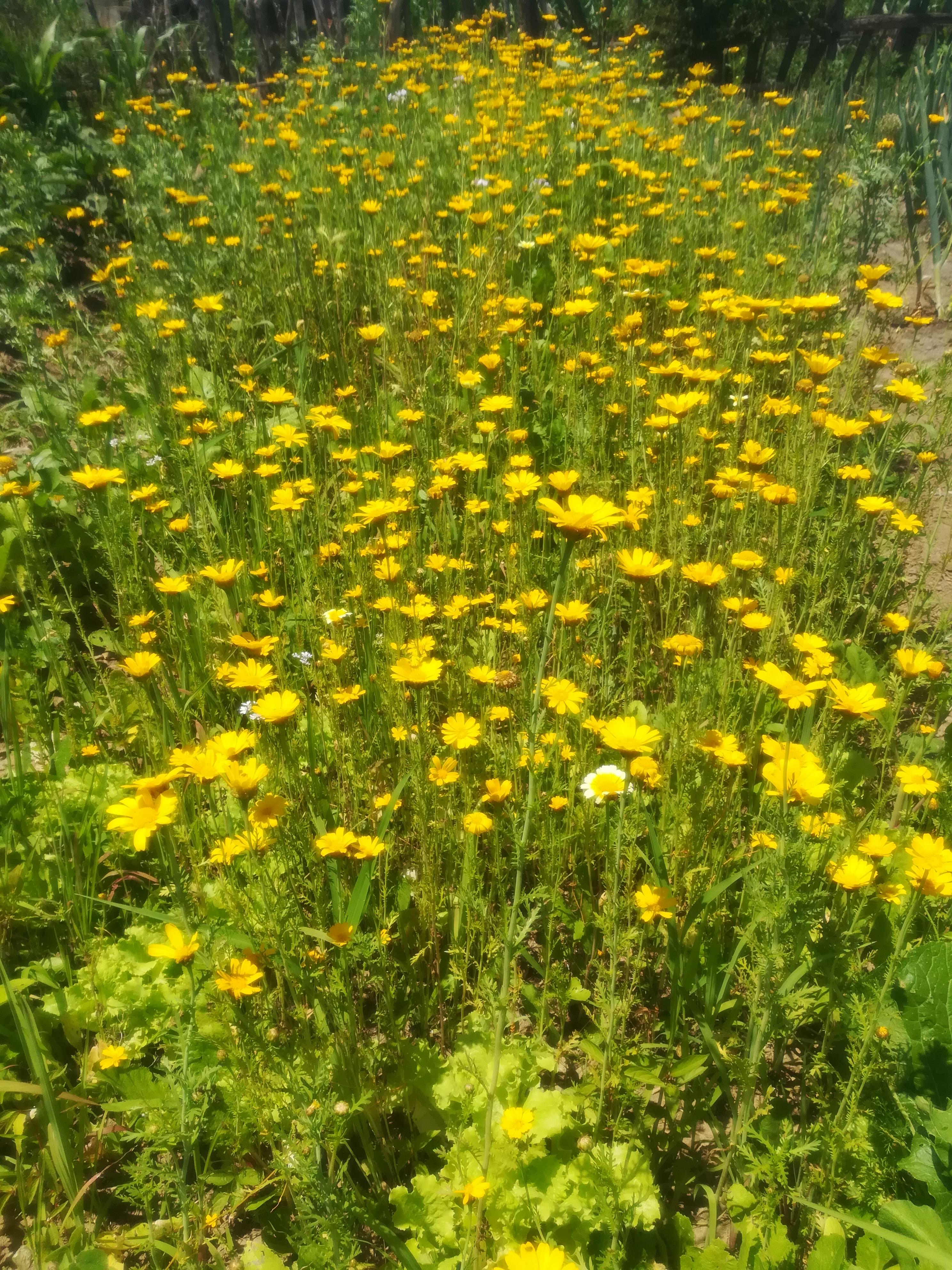 中華道家國學文化易經風水命理占卜