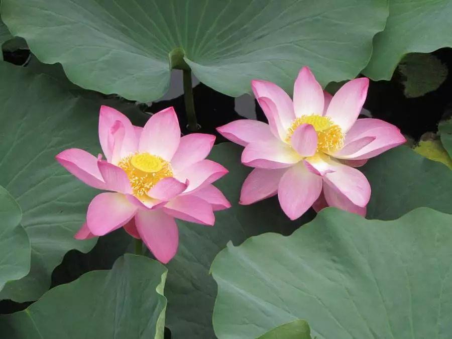 改風水的故事 ——— 一個窮人改風水,五年後富甲一方!