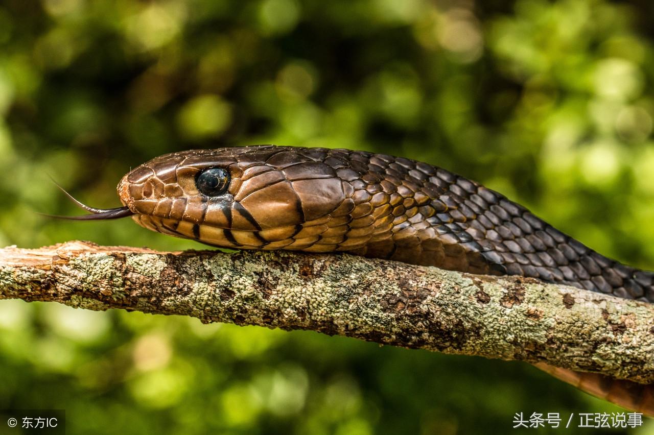 你是否經常夢見蛇?夢見蛇到底預示著什麼?