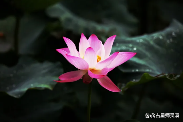 12月4日开始运气好到爆,哪些星座未来生活蒸蒸日上?