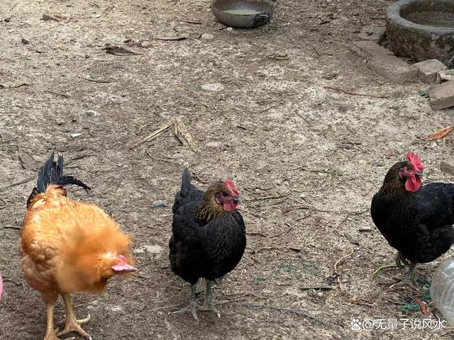 无量子道长：以证寒露