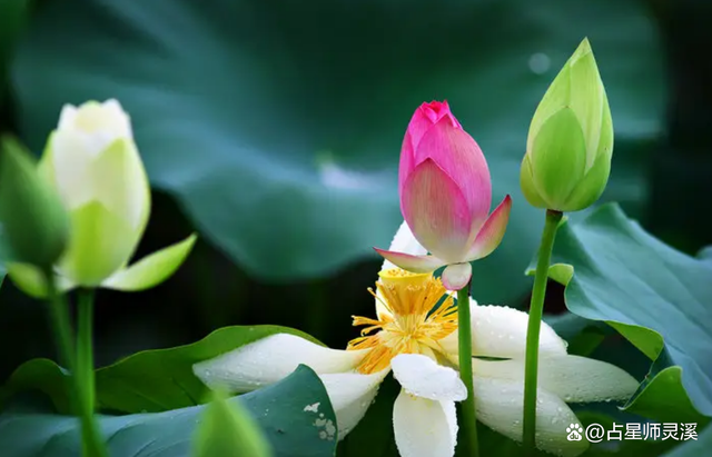 11月29日富贵八方来,哪些星座财源滚滚进家门?