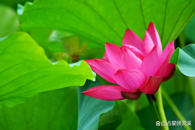 11月29日富贵八方来,哪些星座财源滚滚进家门?