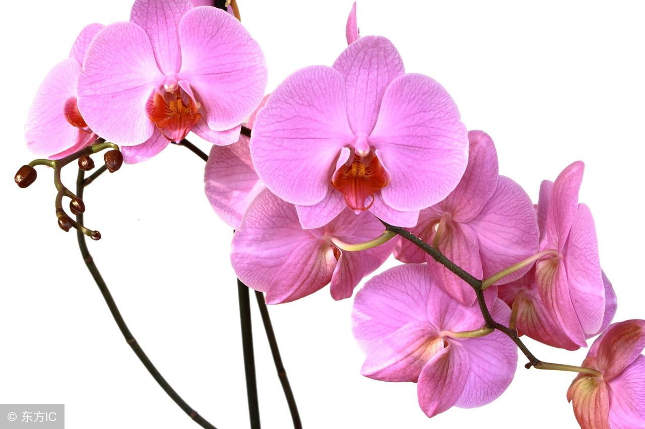 婚姻是朵花,每個人的只能採摘一次?30年資深風水師傅談婚戀現象