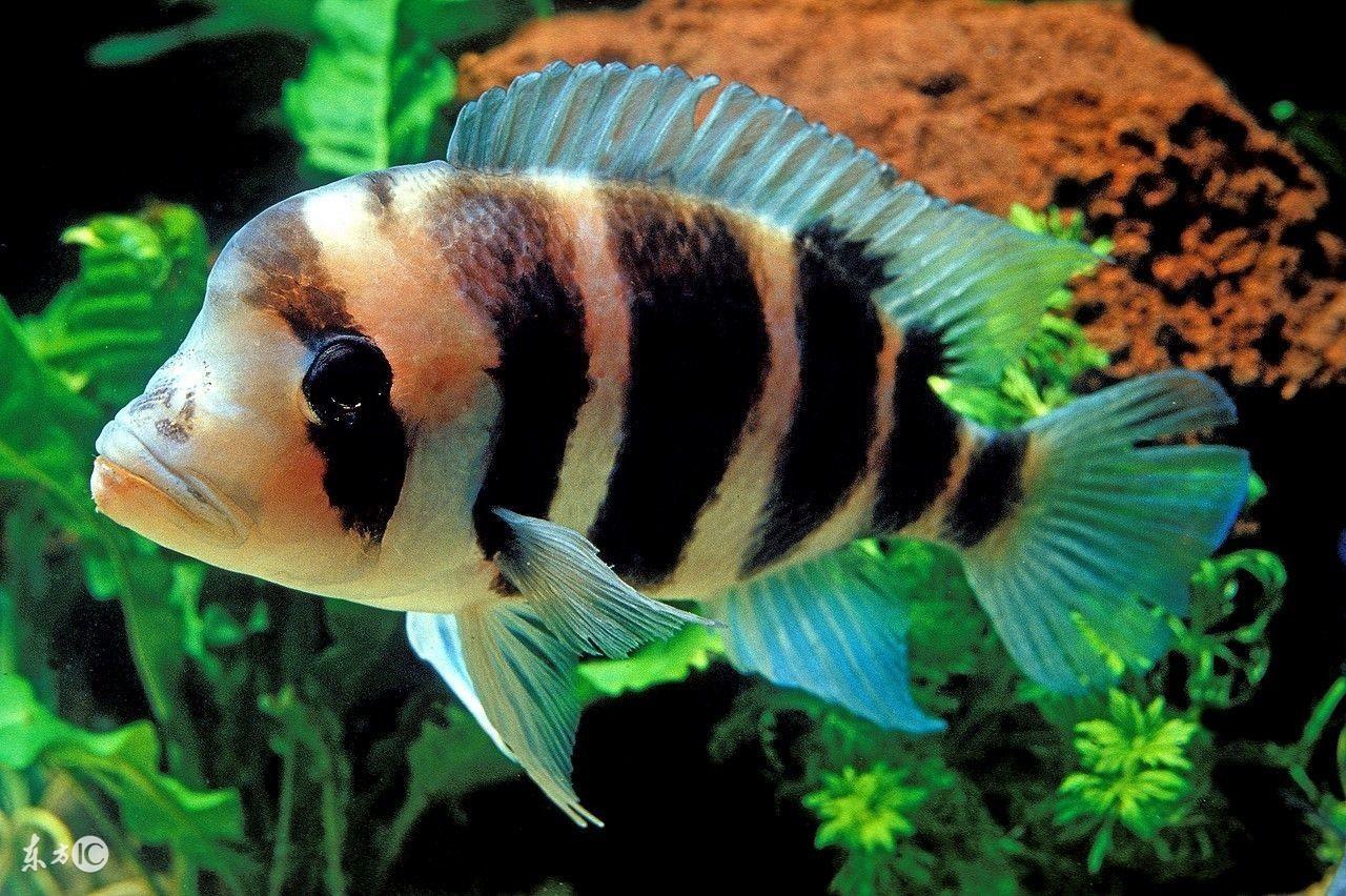 養魚旺財幾條好