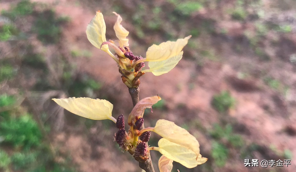 謀事者需要掌握的10道鐵腕！（李金平）