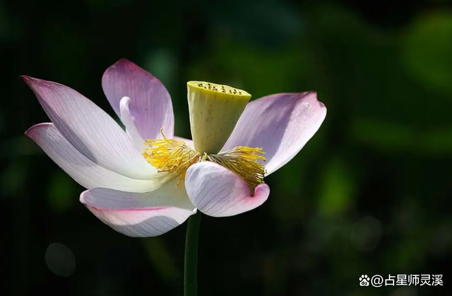 12月1号开始好运上上签,哪些星座喜迎翻身好运?