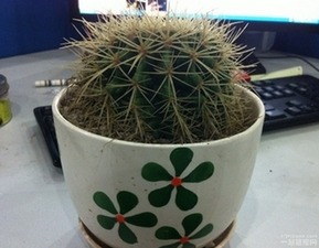 香茅草擺放風水禁忌圖,家中植物擺放風水有什麼講究,應該擺放什麼位置比較好