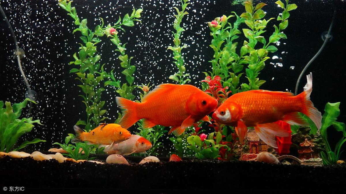 風水養魚如何改運?養魚大有講究