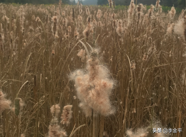 官場中的11道權變之術!(李金平)