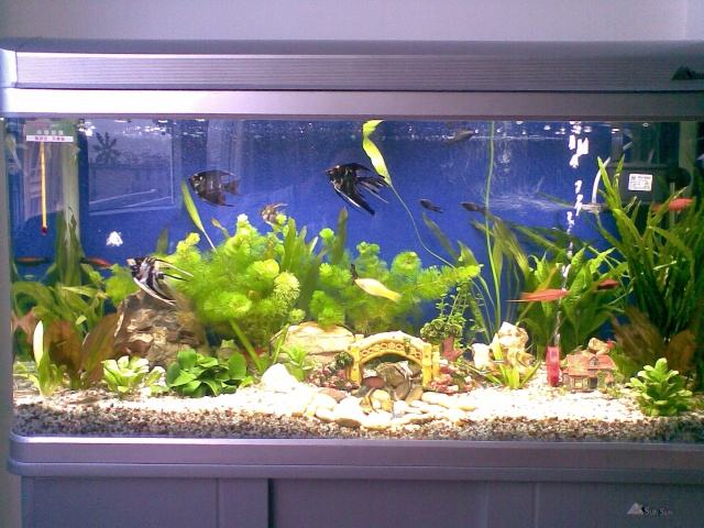 魚缸的選擇和擺放有哪些命理風水講究？