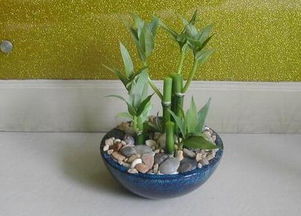 文昌位水培富貴竹風水禁忌,富貴竹風水上如何擺放