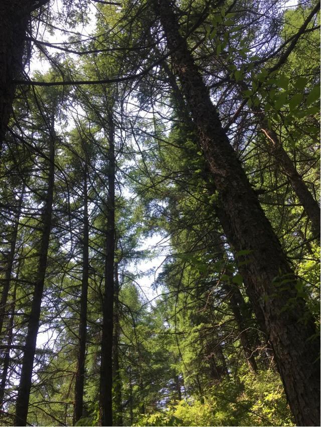 游山趣聞,一根細小枯枝能頂得起一塊巨石?