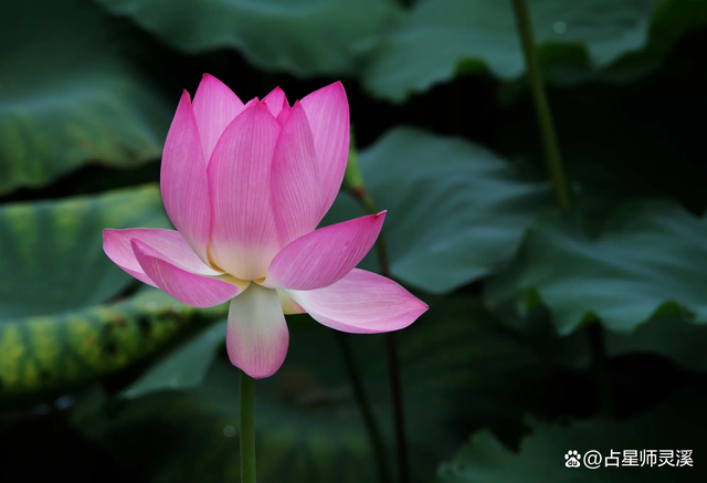 下周七天有望迎财神，看看哪些星座最有福气？