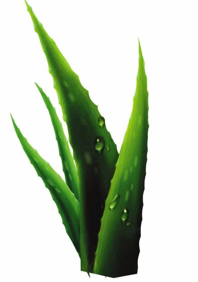 适合白领办公室摆放的风水植物