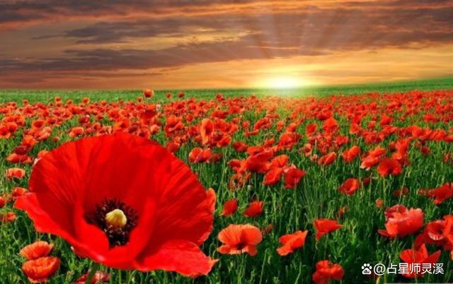 12月29号开始运势旺盛，哪些星座能够连发横财？