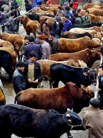 古代的中介又為何稱作