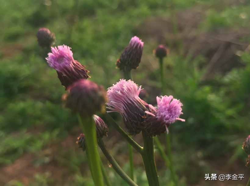 統治者不外露的10條策謀！（李金平）