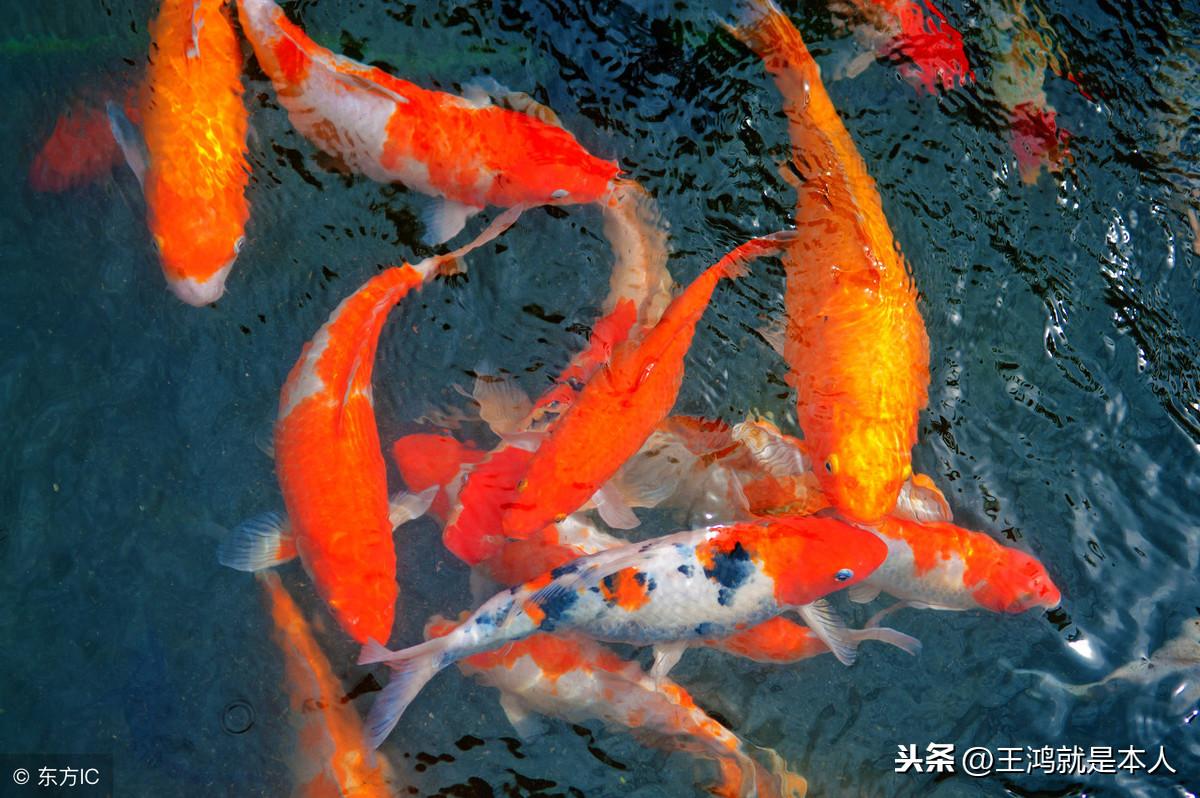 五大鎮宅旺主的靈性寵物，不可不知！