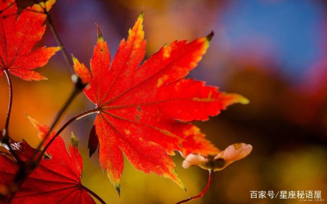 在2019年里，最痴情的三个星座，一旦爱上就会全心全意的付出！