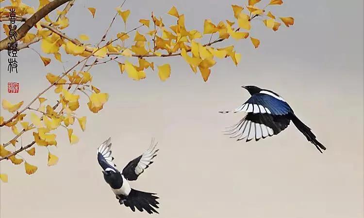 喜鵲登枝寓意有喜事，喜鵲搭窩會怎麼樣？