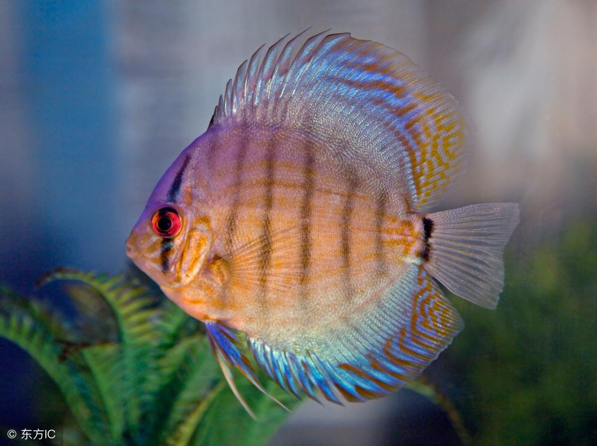 魚有什麼風水寓意和作用？