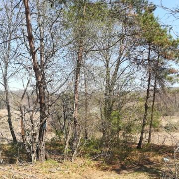 第一節，十天干