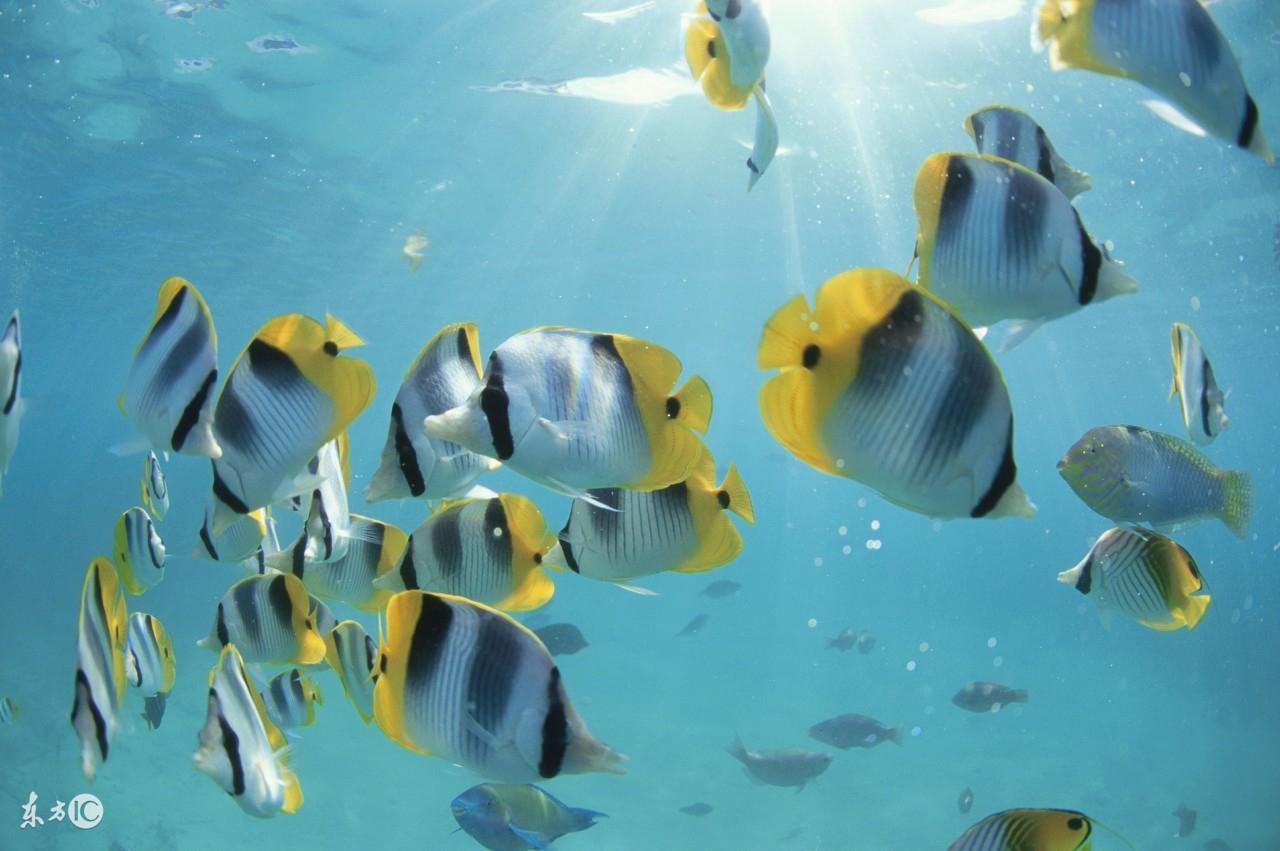 養魚旺財幾條好