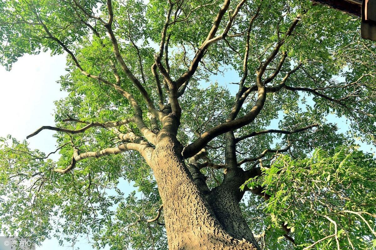 植物的風水寓意 哪些植物是吉祥的植物？