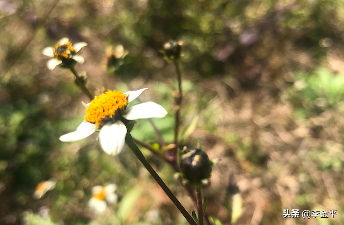 李金平對武術的10種意境！