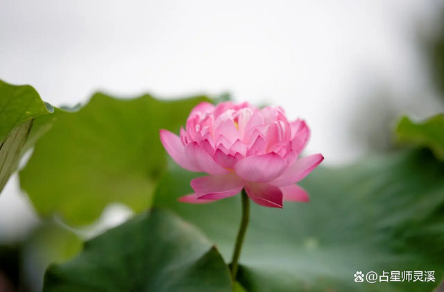 11月30日运势一飞冲天,哪些星座转运“接住”马上发?