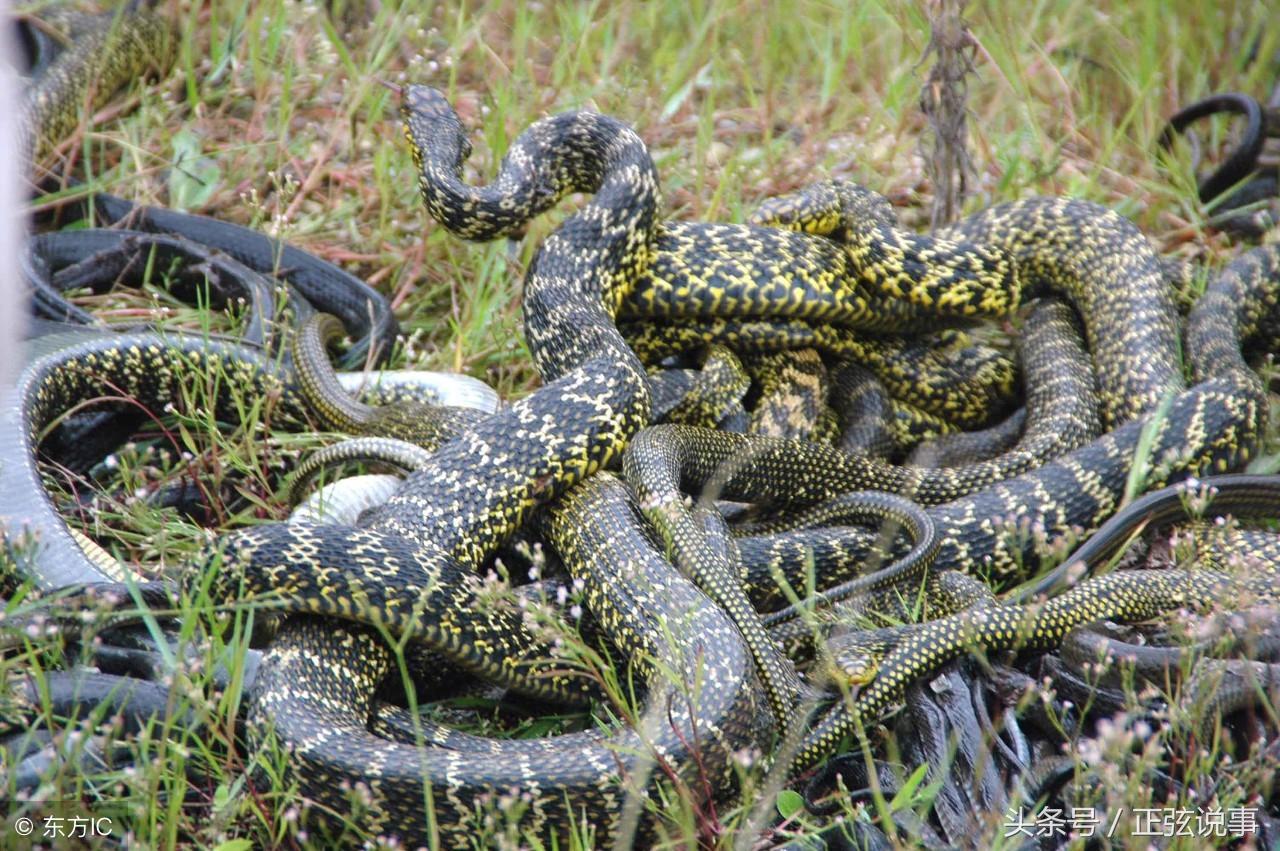 你是否經常夢見蛇?夢見蛇到底預示著什麼?