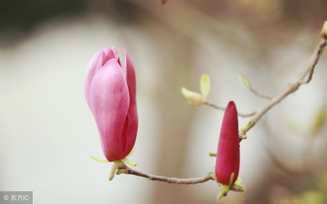 你是生男生女？算命數三十年的命理師的人生感悟！值得收藏！