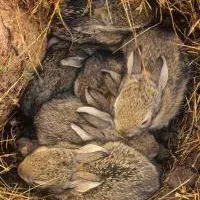 動物之間有趣的託孤現象