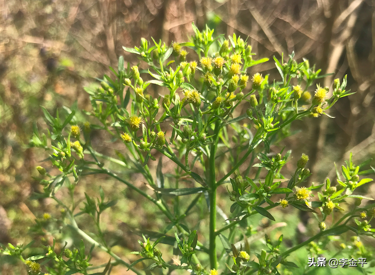 統治者常用的10條「上位」手段！（李金平）