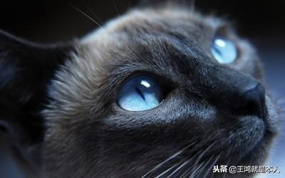 五大鎮宅旺主的靈性寵物，不可不知！