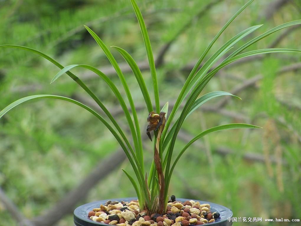 心想居2017.02.09生活錦囊