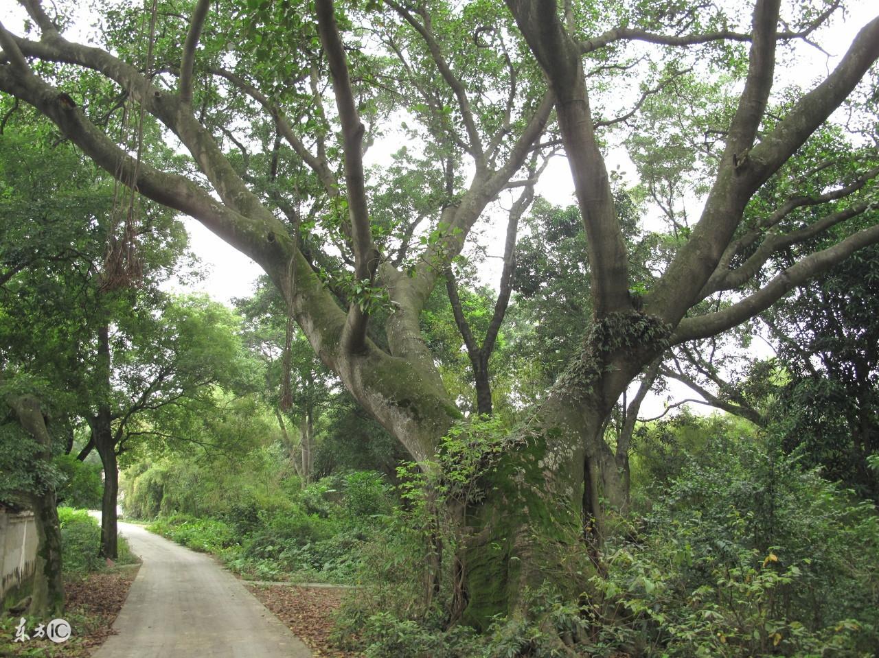 妙光命理風水:理氣風水與四柱的關系——都是預測學