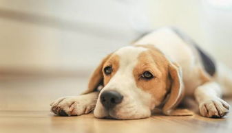 一1994出生的狗是什麼命,1994年屬狗是什麼命詳細