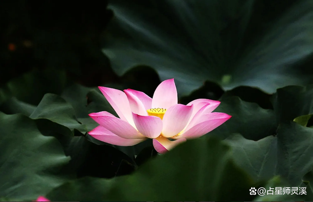 11月30日运势一飞冲天,哪些星座转运“接住”马上发?