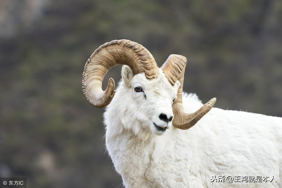 明年走好運,福祿雙全的三大生肖