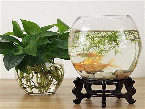 魚缸的選擇和擺放有哪些命理風水講究？